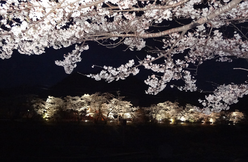大船渡桜並木