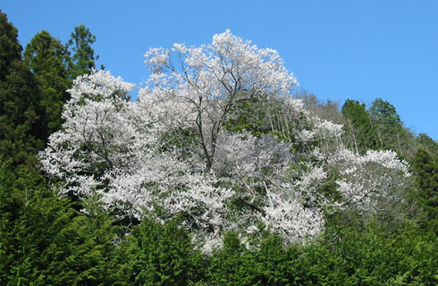左近樹の桜