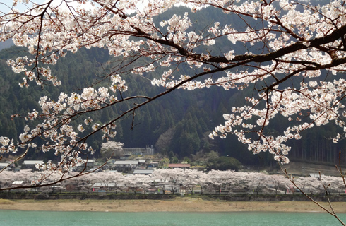 八坂湖畔桜