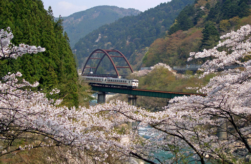 中山七里の桜