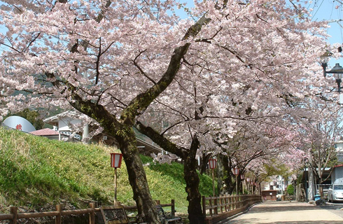 下呂駅周辺の桜
