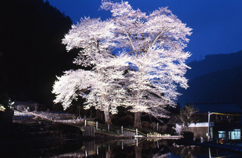 苗代桜
