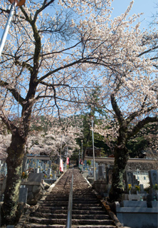 温泉寺の桜