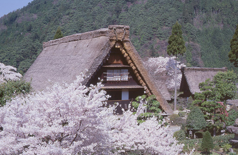 下呂温泉　合掌村の桜