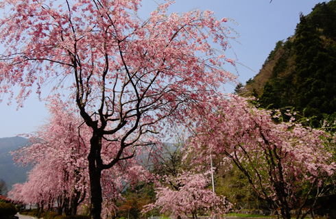 雨情公園のしだれ桜