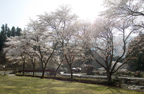 桜谷公園の桜