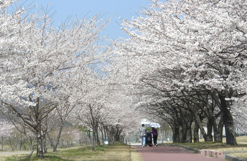 飛騨川公園の桜