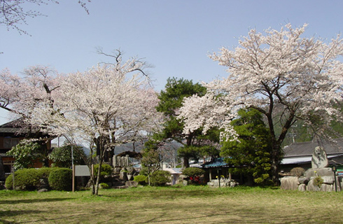 白山の桜