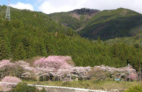薬師寺の桜