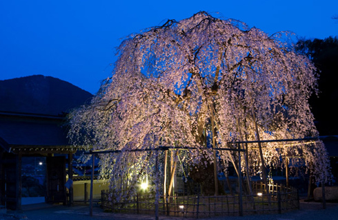 永養寺のしだれ桜