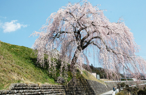 四美・岩太郎のしだれ桜