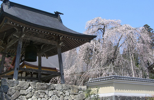 森山神社のしだれ桜