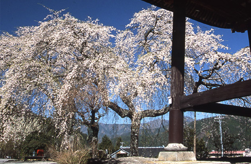 賢誓寺のしだれ桜