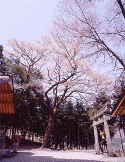 無数原の桜
