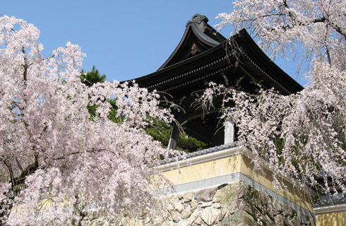浄福寺の桜