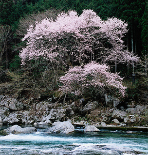 吉原の桜