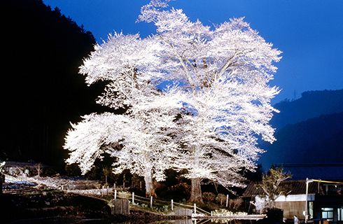 県指定天然記念物「苗代桜」